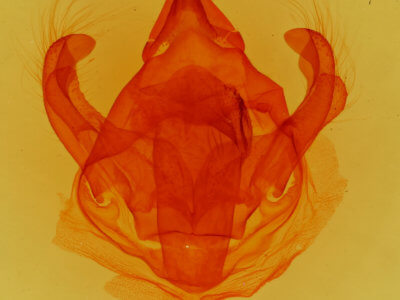 genitalia view of adult Euglyphis rundala