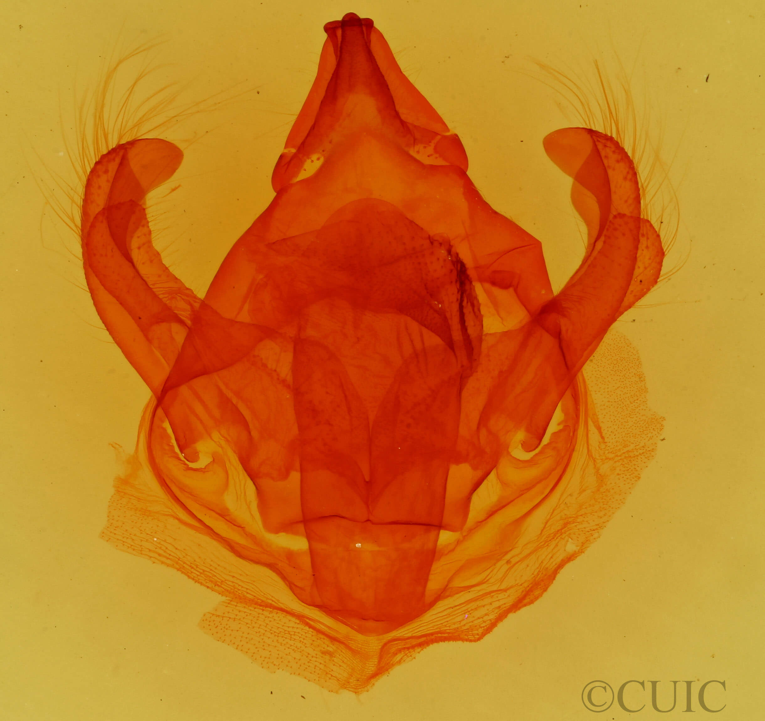 genitalia view of adult Euglyphis rundala