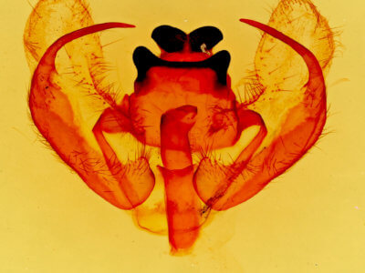 genitalia view of adult Trichiura crataegi