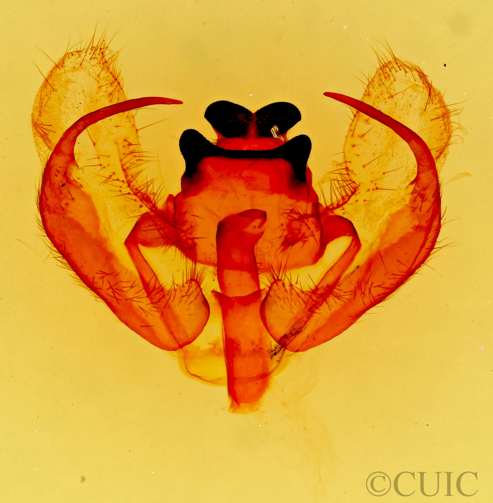 genitalia view of adult Trichiura crataegi