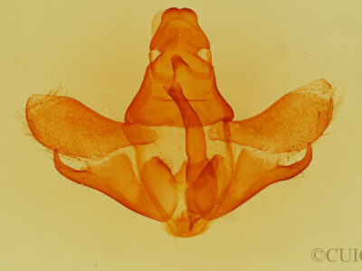 genitalia view of adult Poecilocampa populi