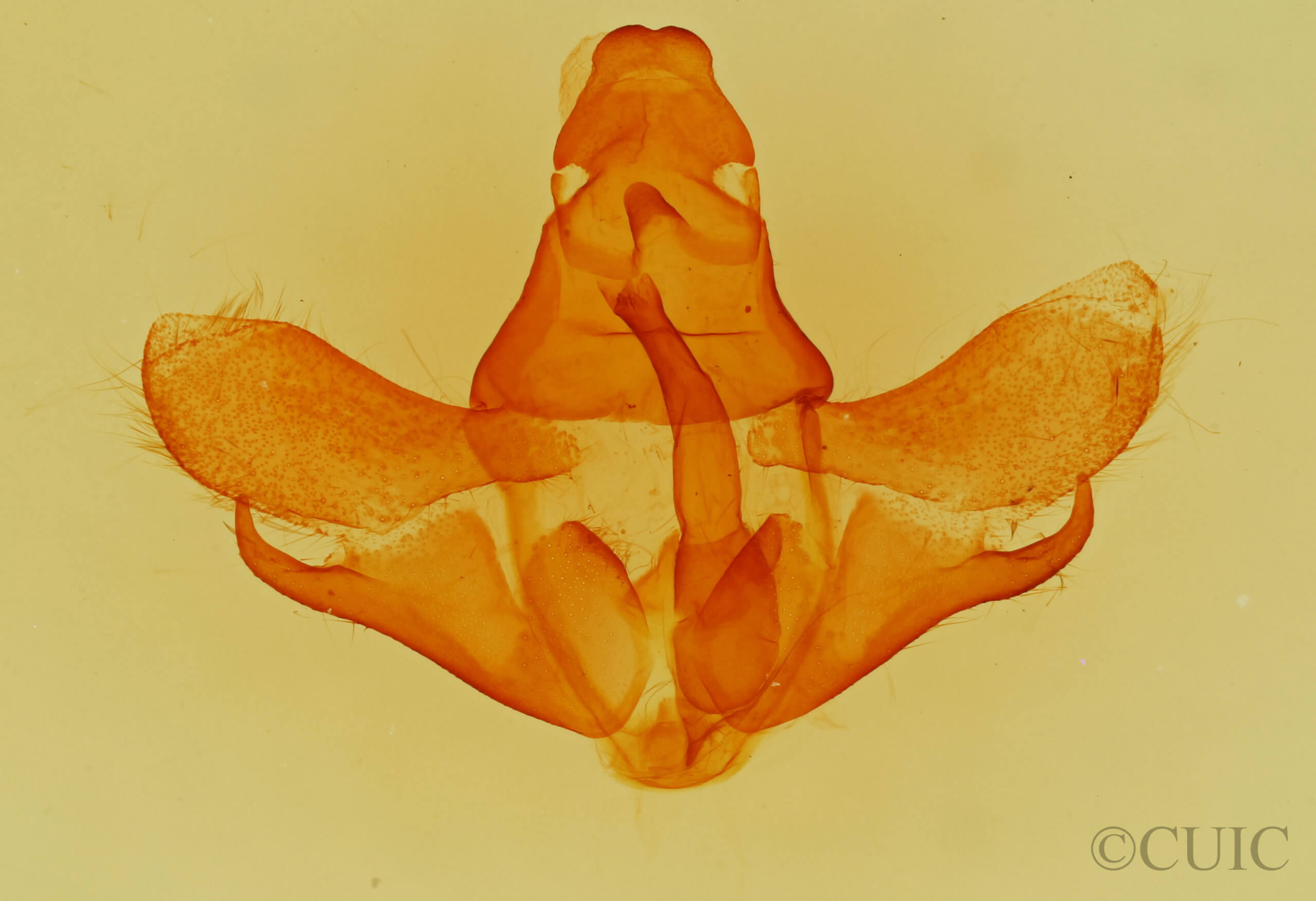 genitalia view of adult Poecilocampa populi