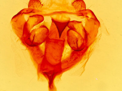 genitalia view of adult Eriogaster rumicola