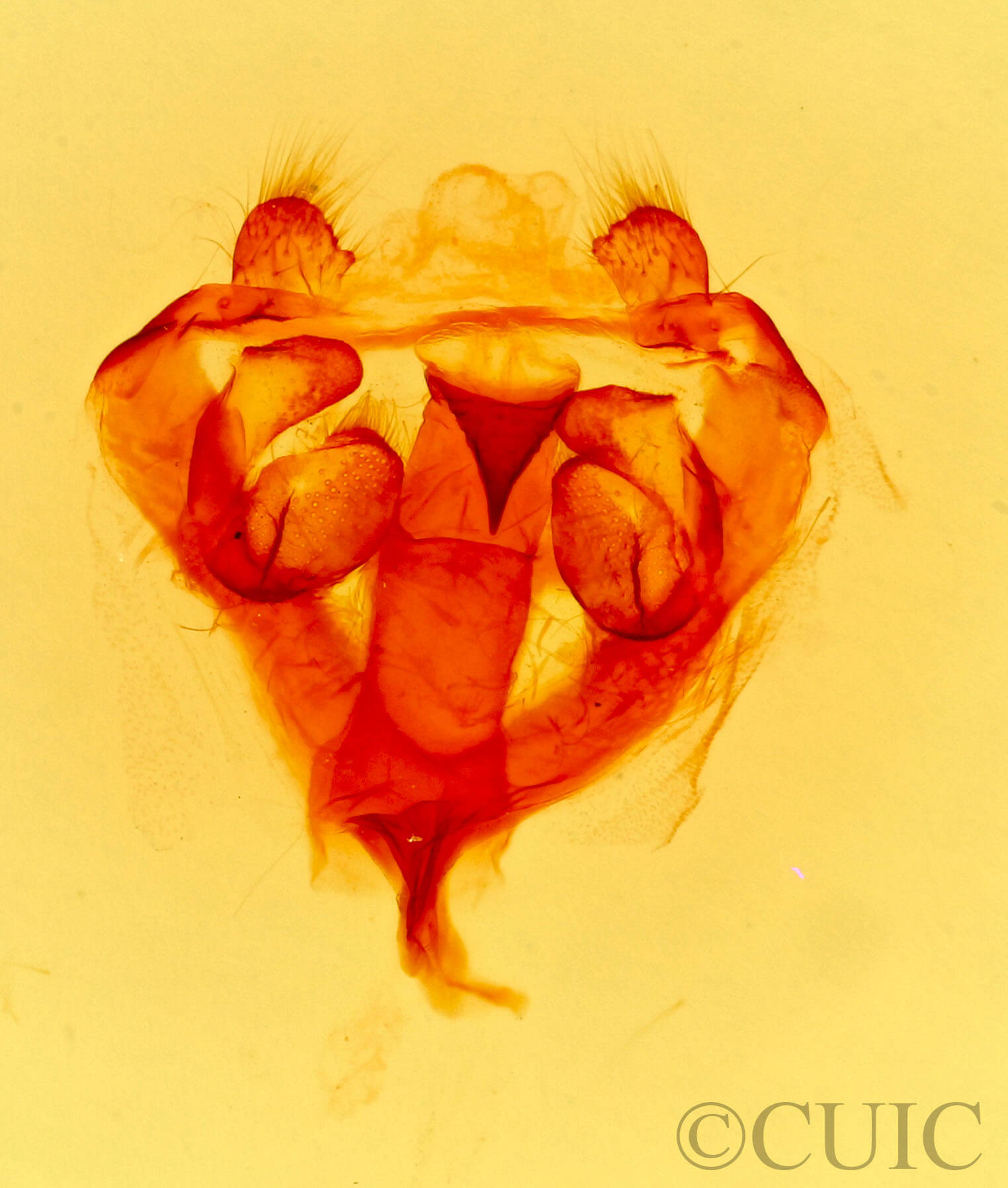 genitalia view of adult Eriogaster rumicola