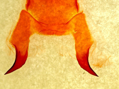 genitalia view of adult Prorifrons 