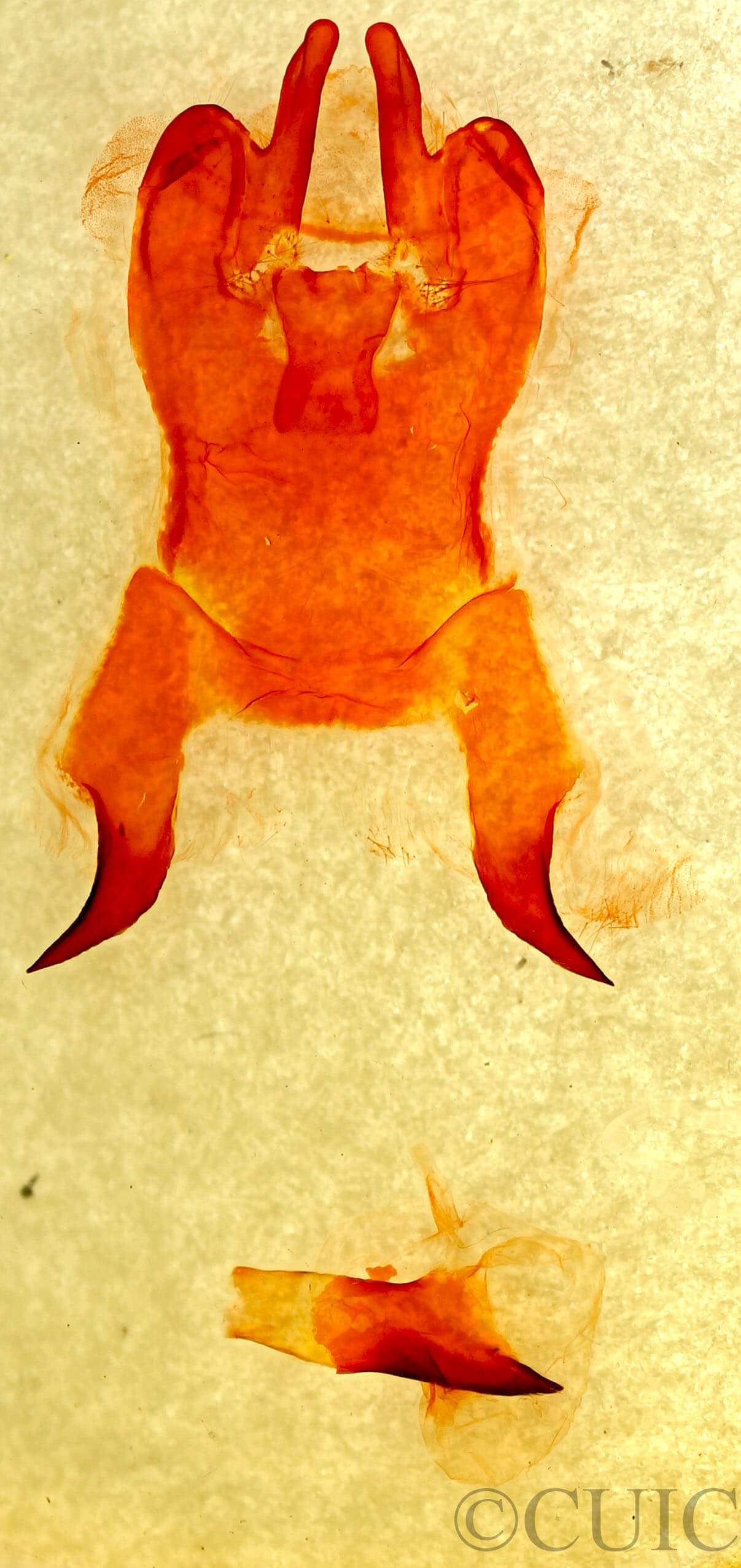 genitalia view of adult Prorifrons 