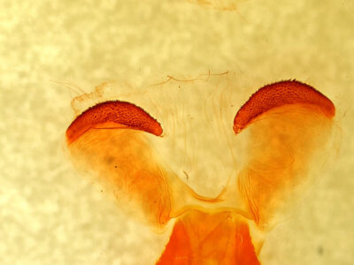 slide view of adult Lebeda 