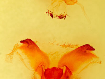 genitalia view of adult Dendrolimus  pini