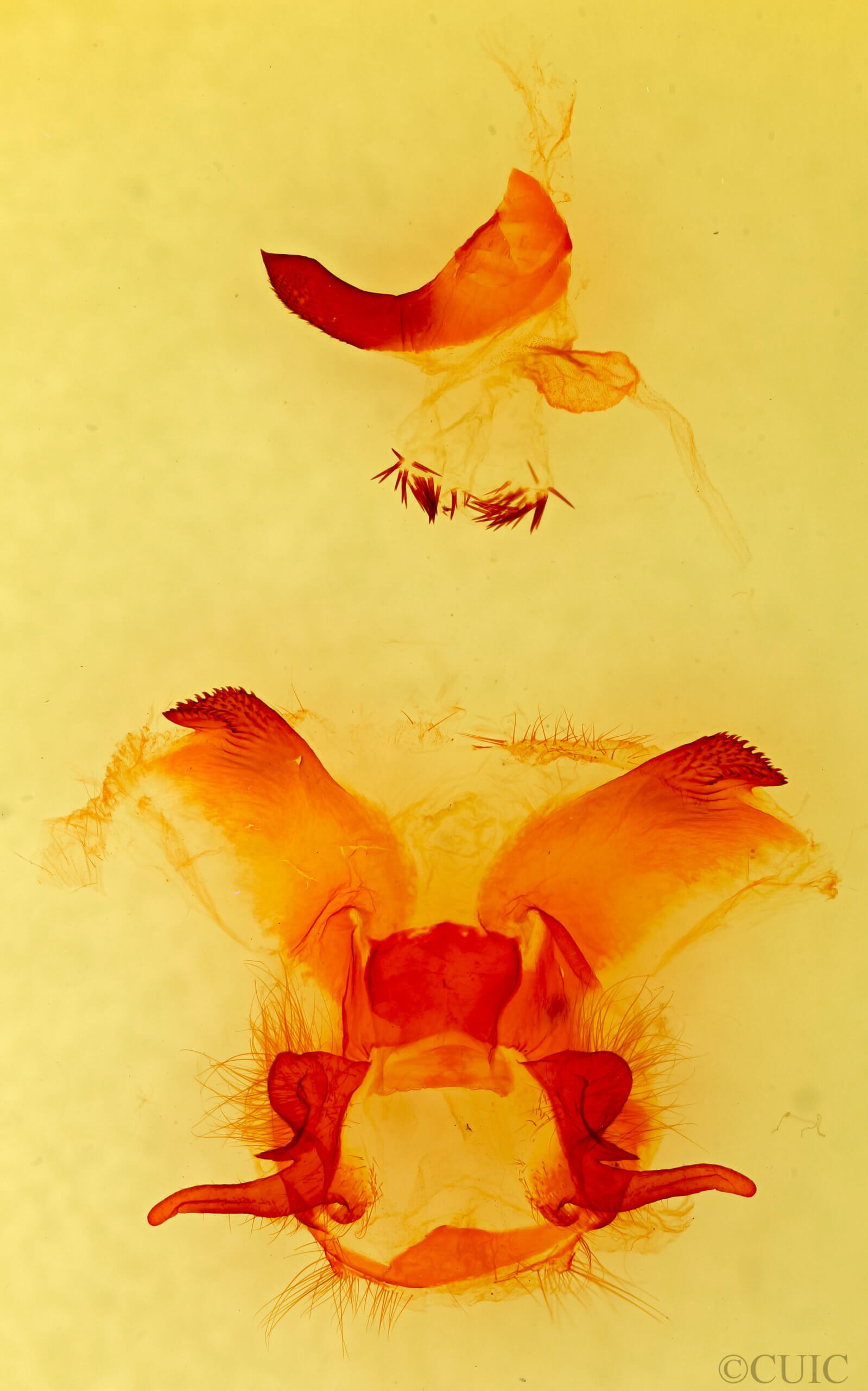 genitalia view of adult Dendrolimus  pini