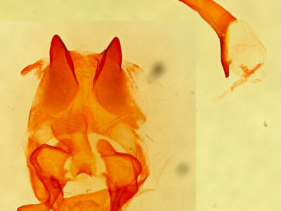 genitalia view of adult Lasiocampa quercus