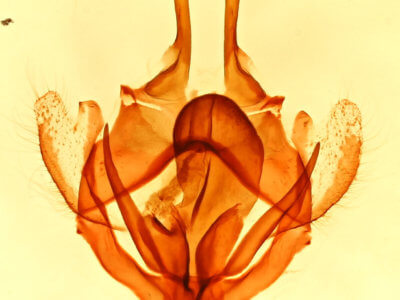 genitalia view of adult Tolype  distincta