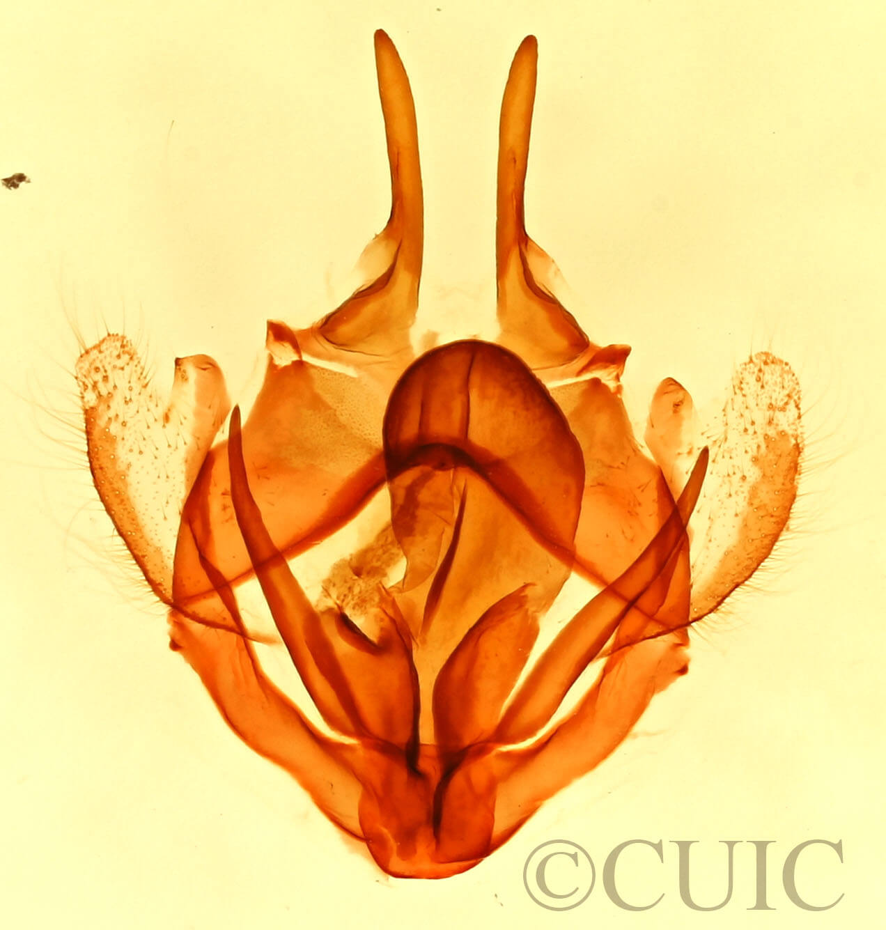 genitalia view of adult Tolype  distincta