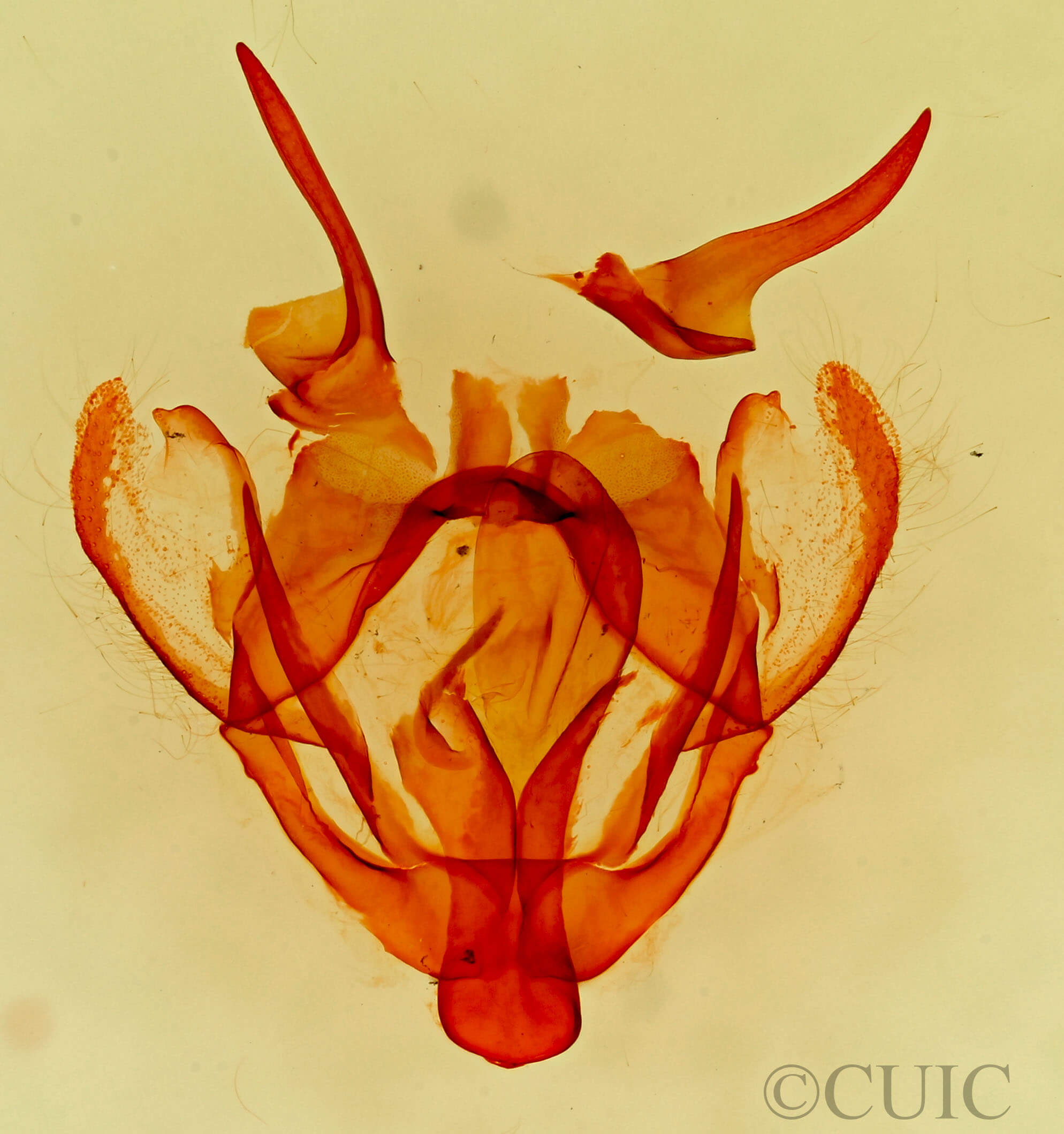 genitalia view of adult Tolype  glenwoodii