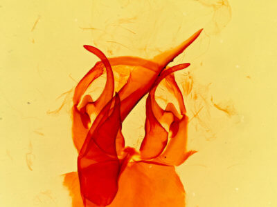 genitalia view of adult Somadasys  brevivenis 