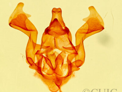 genitalia view of adult Hypopacha  grisea