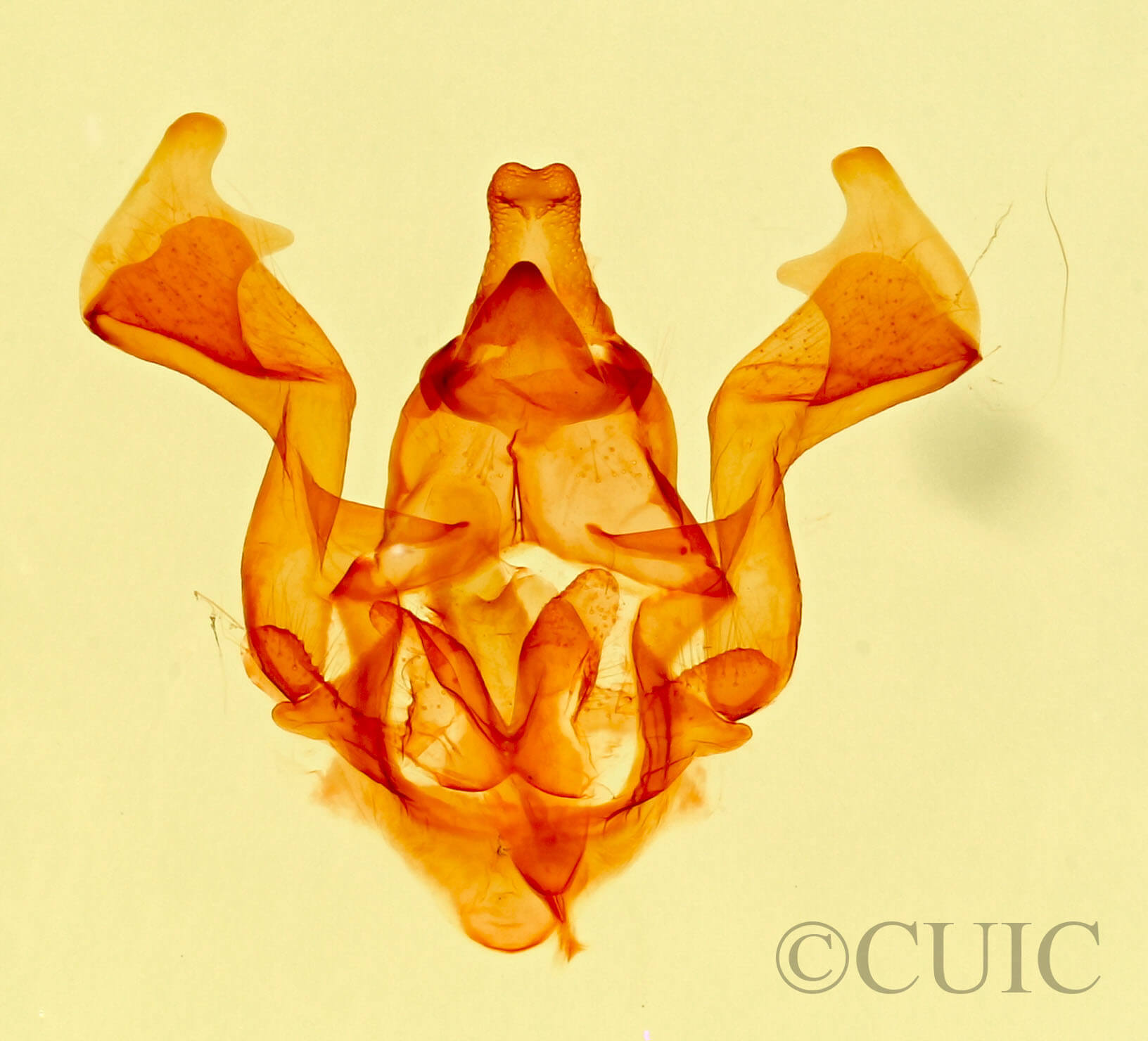 genitalia view of adult Hypopacha  grisea