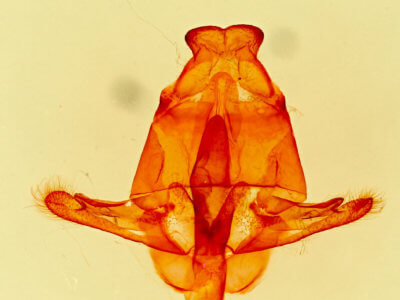 genitalia view of adult Macromphalia 
