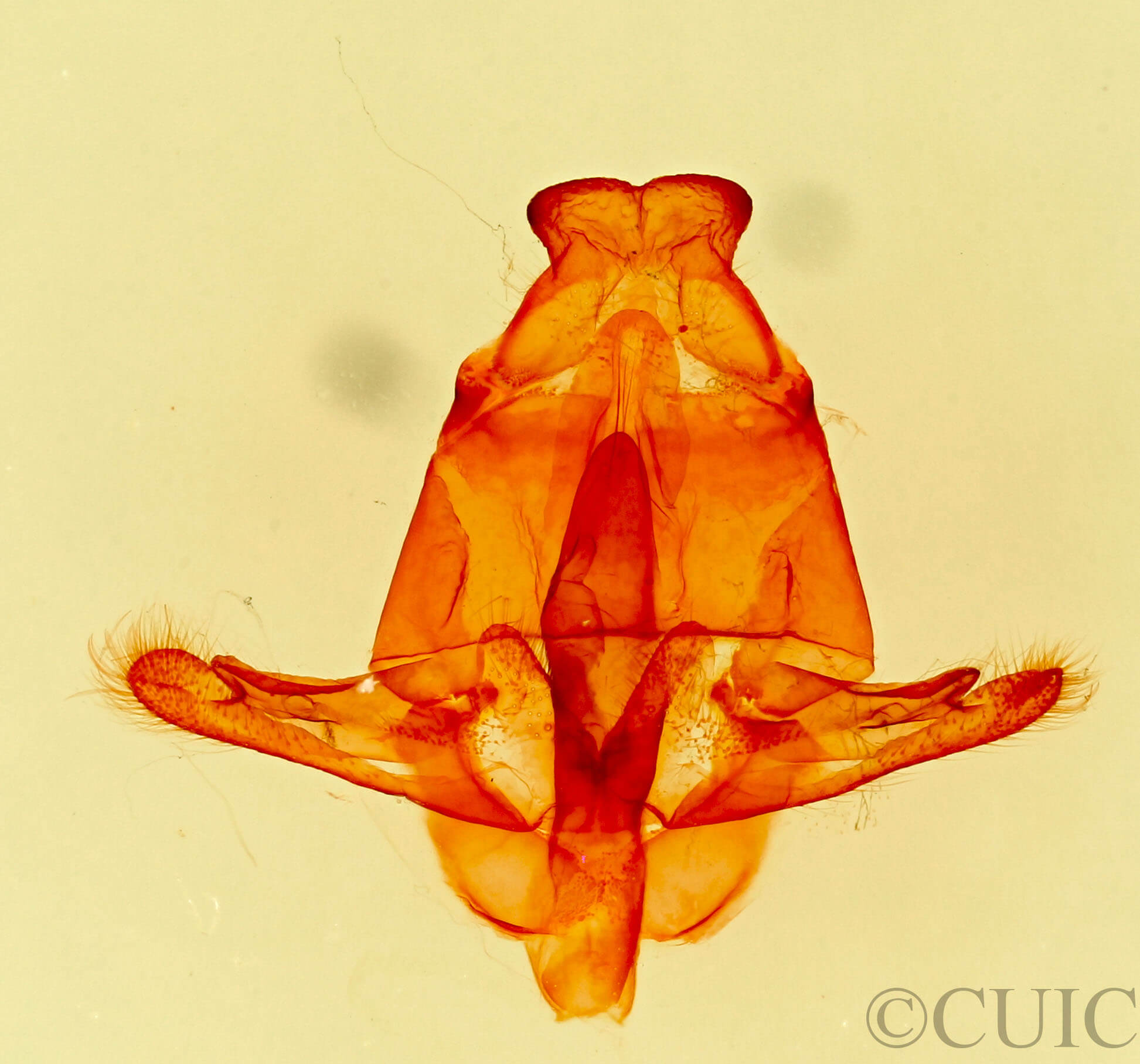 genitalia view of adult Macromphalia 