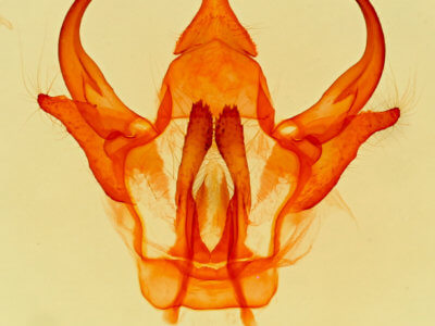 genitalia view of adult Euglyphis castrensis