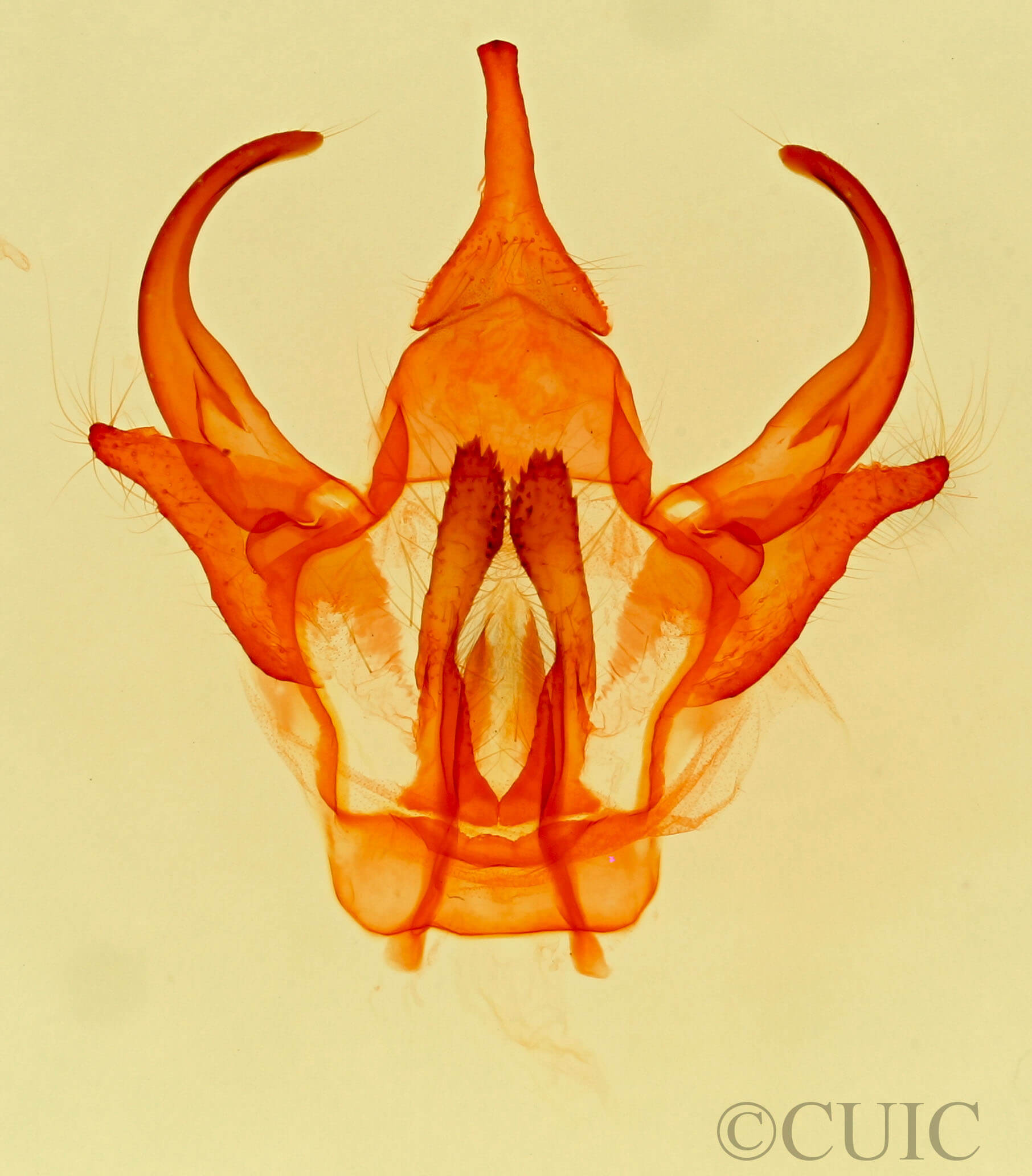 genitalia view of adult Euglyphis castrensis