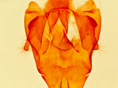 genitalia view of adult Artace  rubripalpis 