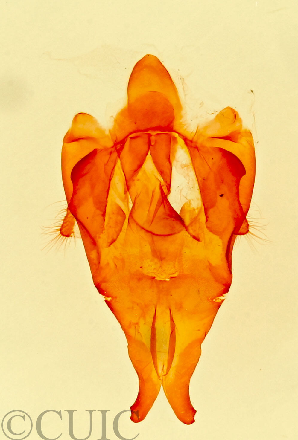 genitalia view of adult Artace  rubripalpis 
