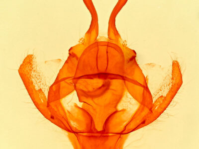 genitalia view of adult Tolype  proxima
