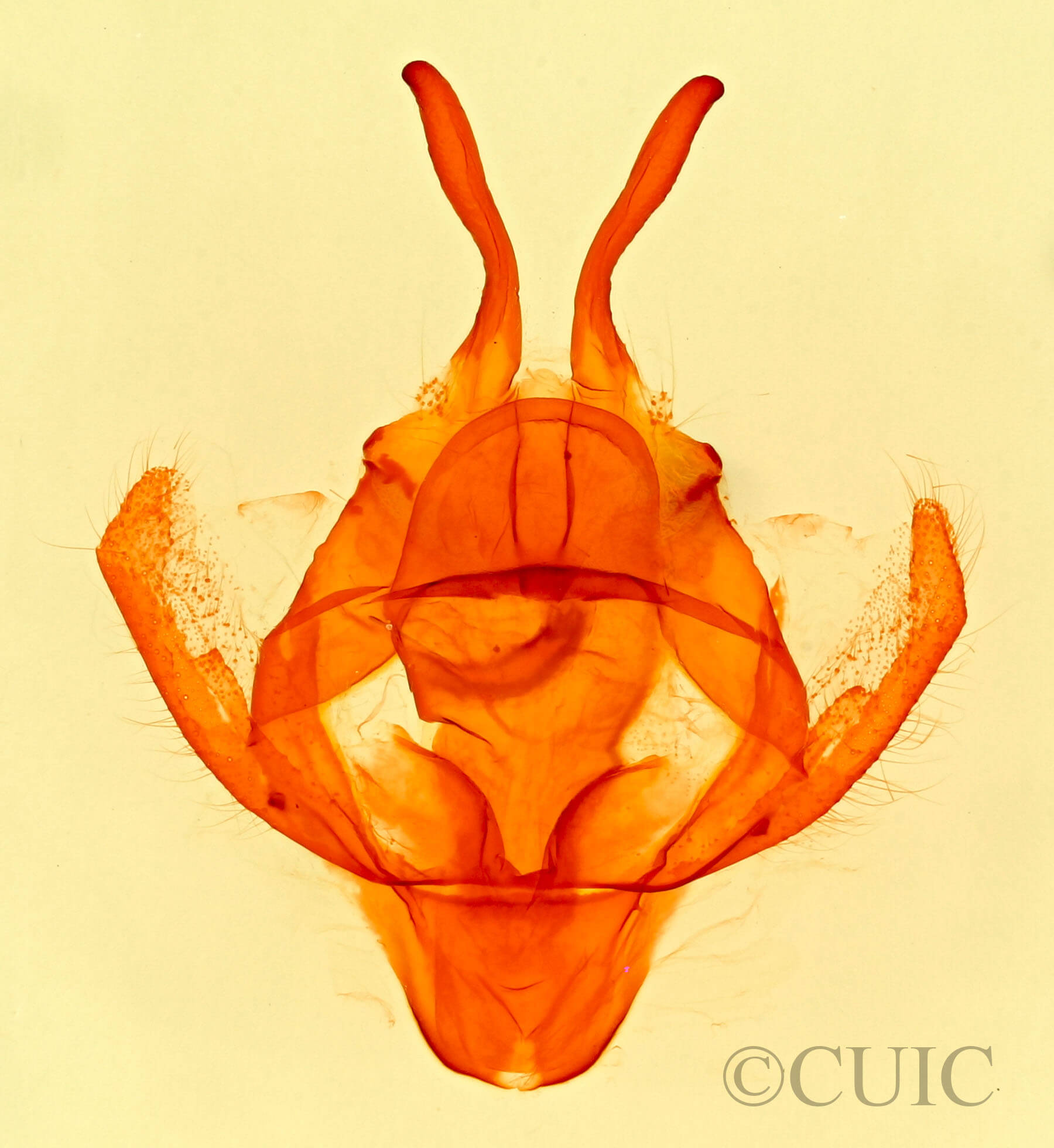 genitalia view of adult Tolype  proxima