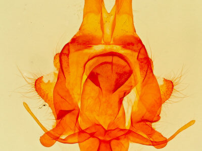 genitalia view of adult Artace  colaria