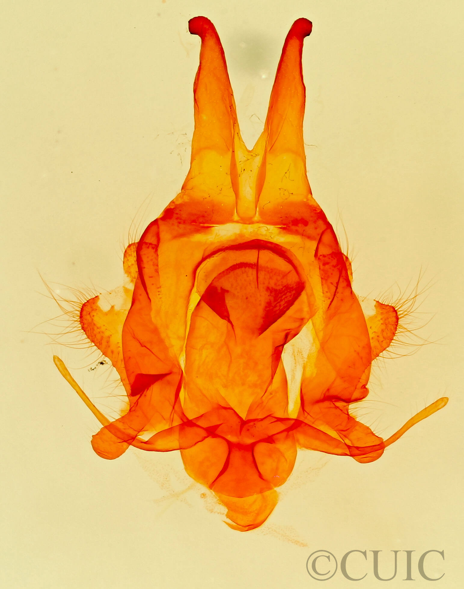 genitalia view of adult Artace  colaria