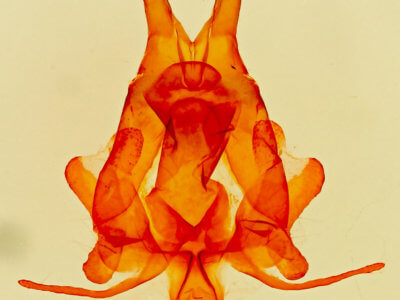 genitalia view of adult Artace  cribrarius