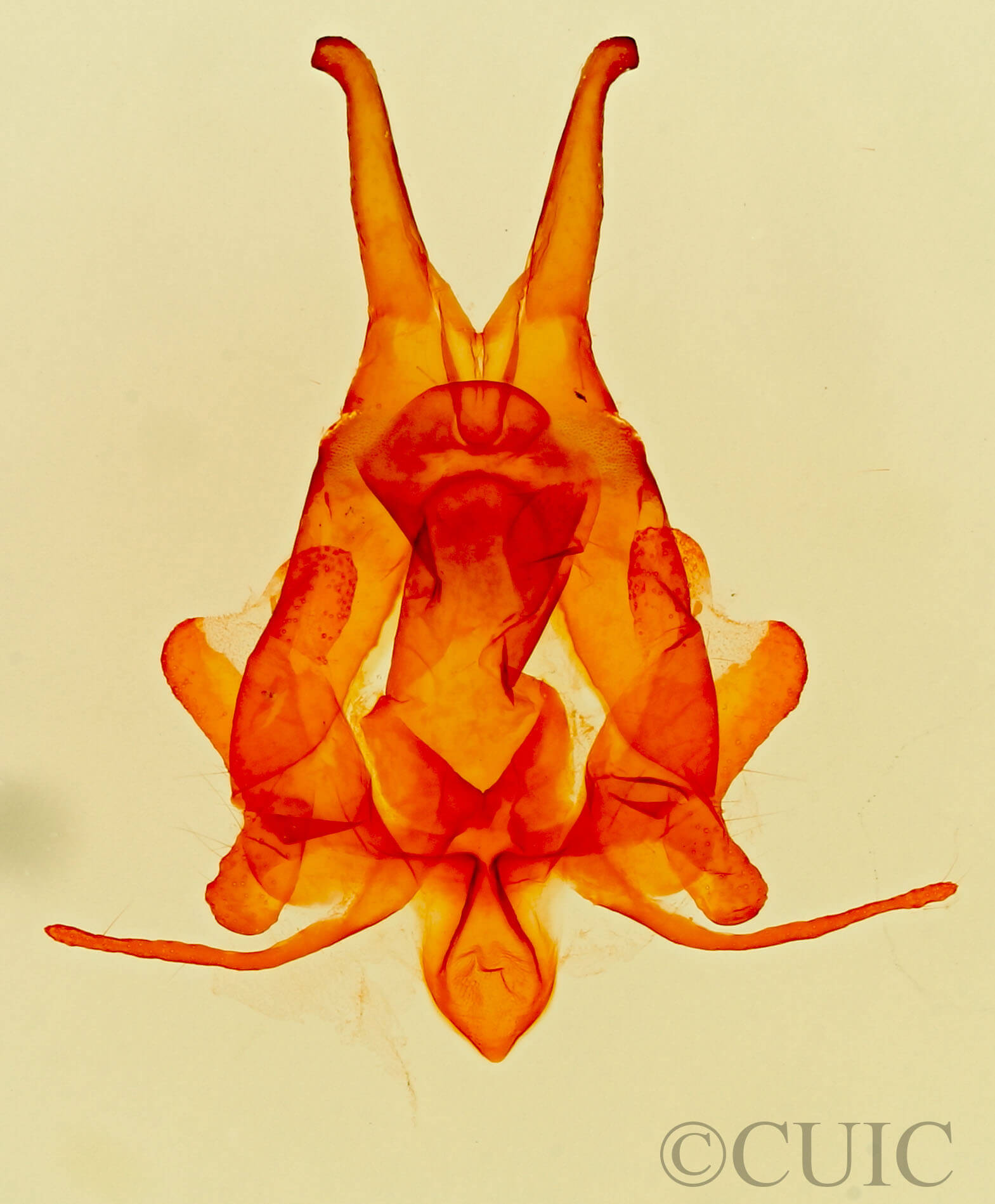 genitalia view of adult Artace  cribrarius