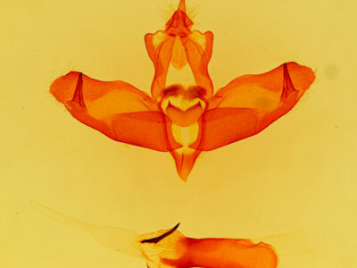 genitalia view of adult Panthea
