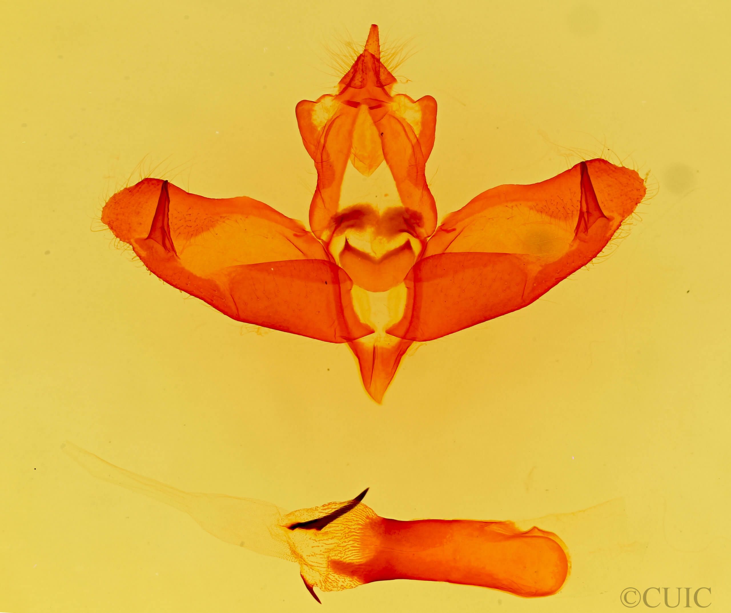 genitalia view of adult Panthea