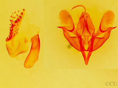 genitalia view of adult Acronicta  fragilis 