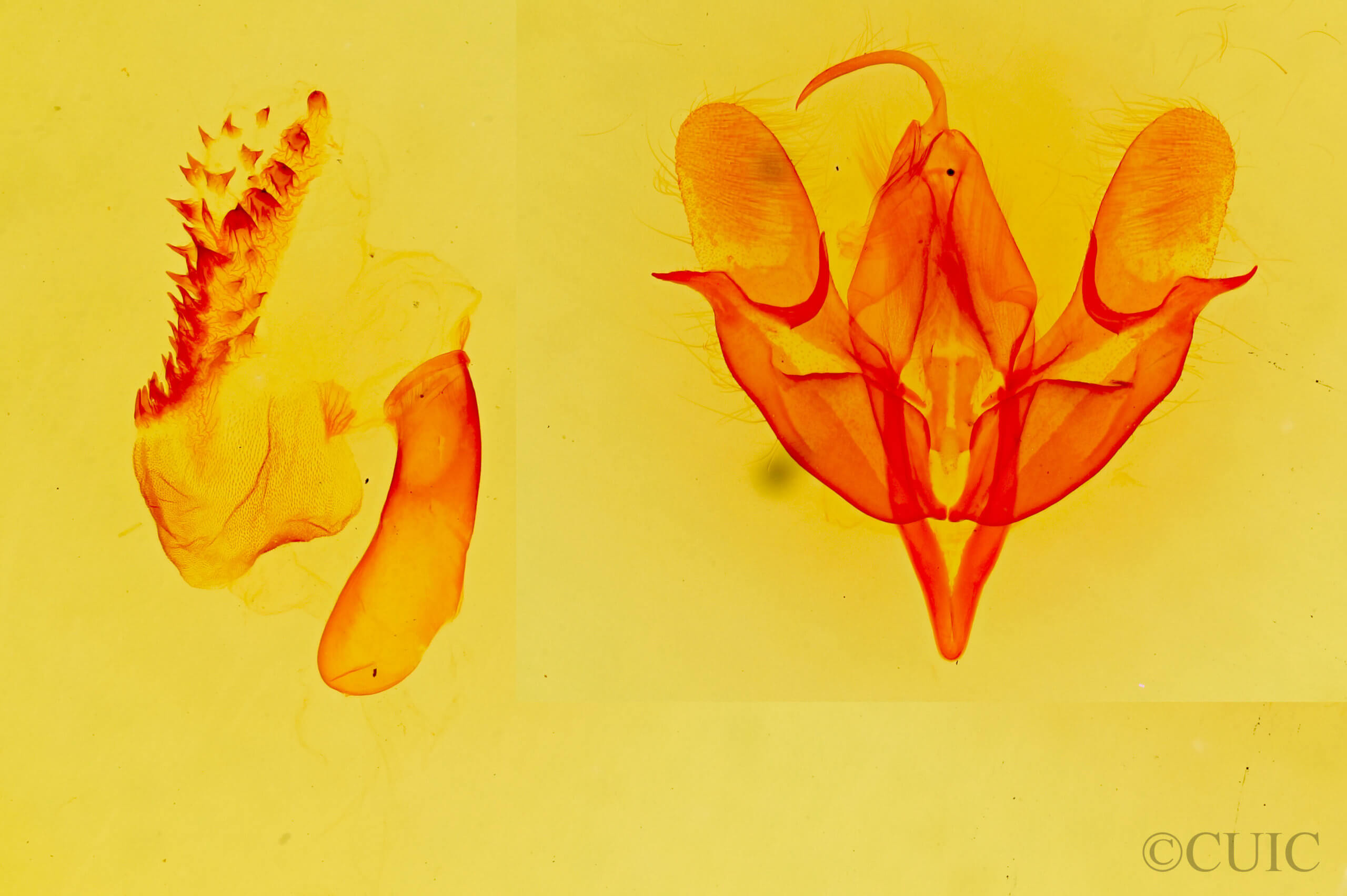 genitalia view of adult Acronicta  fragilis 