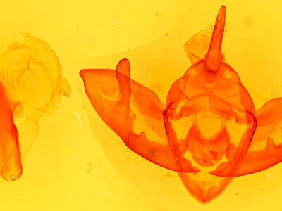 genitalia view of adult Chlanidophora albicancellata