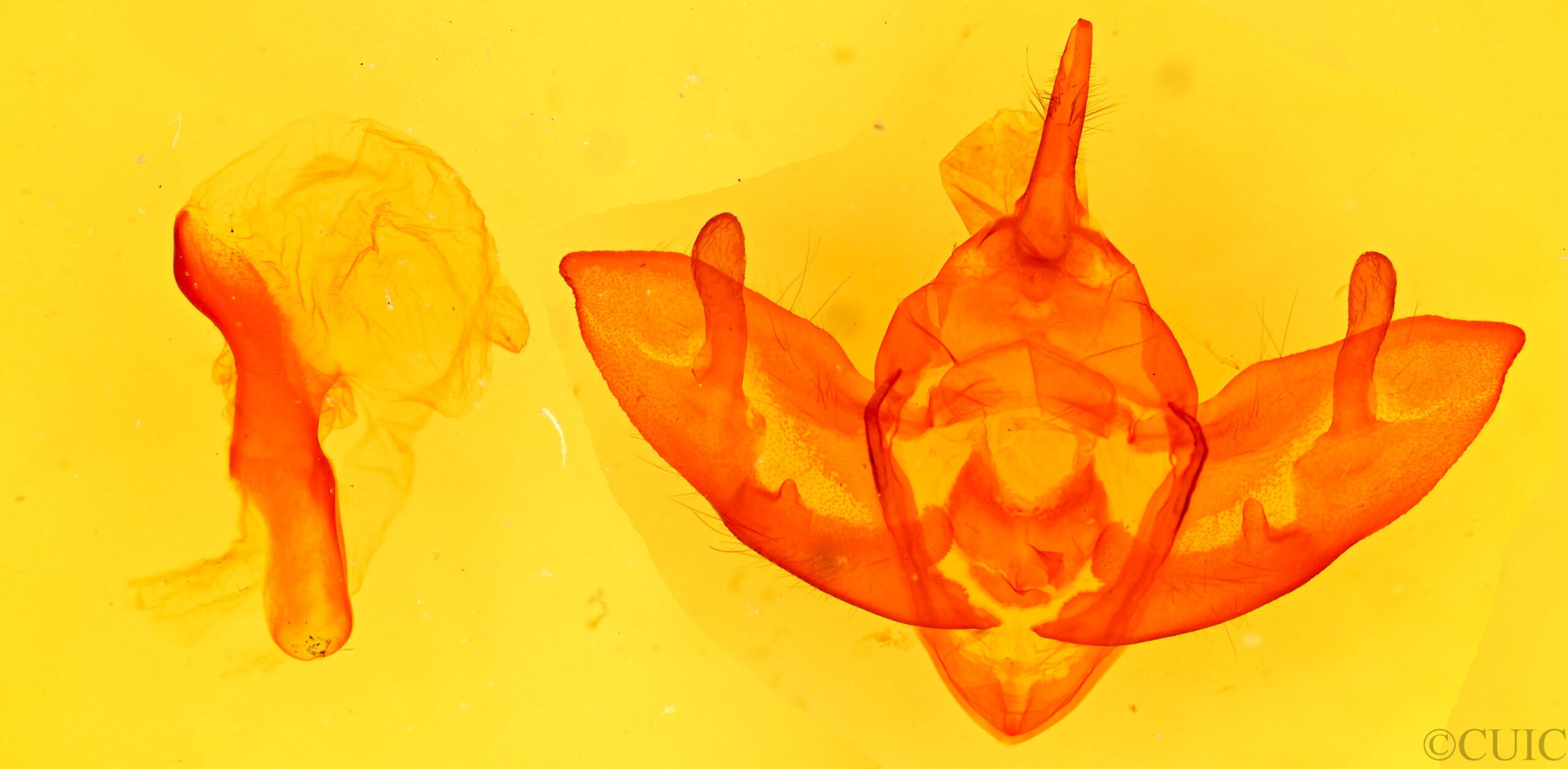 genitalia view of adult Chlanidophora albicancellata