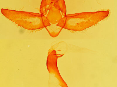 genitalia view of adult Procanthia distantii