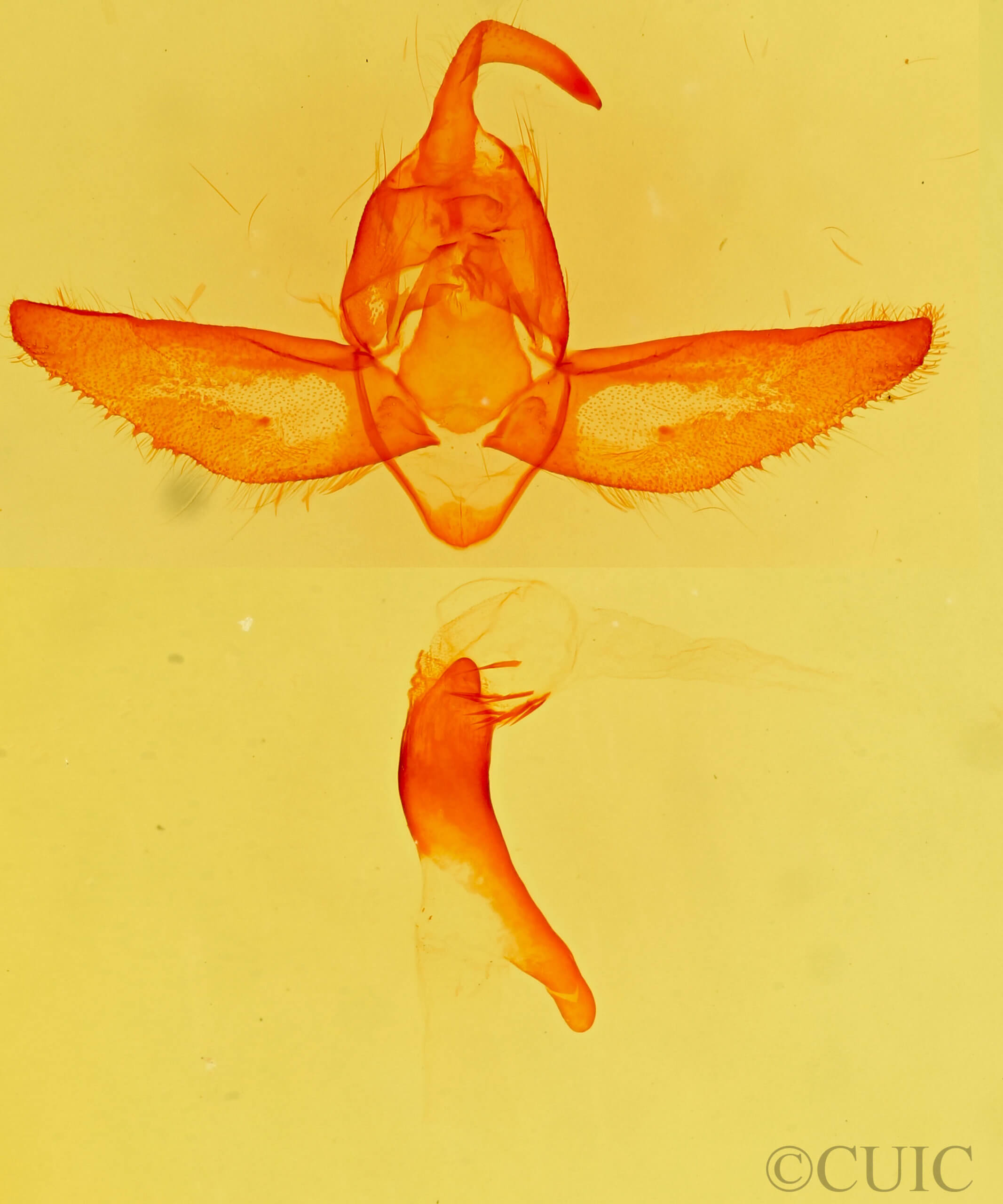 genitalia view of adult Procanthia distantii