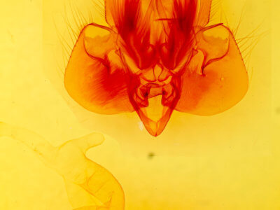 genitalia view of adult Leucania  adjuta 