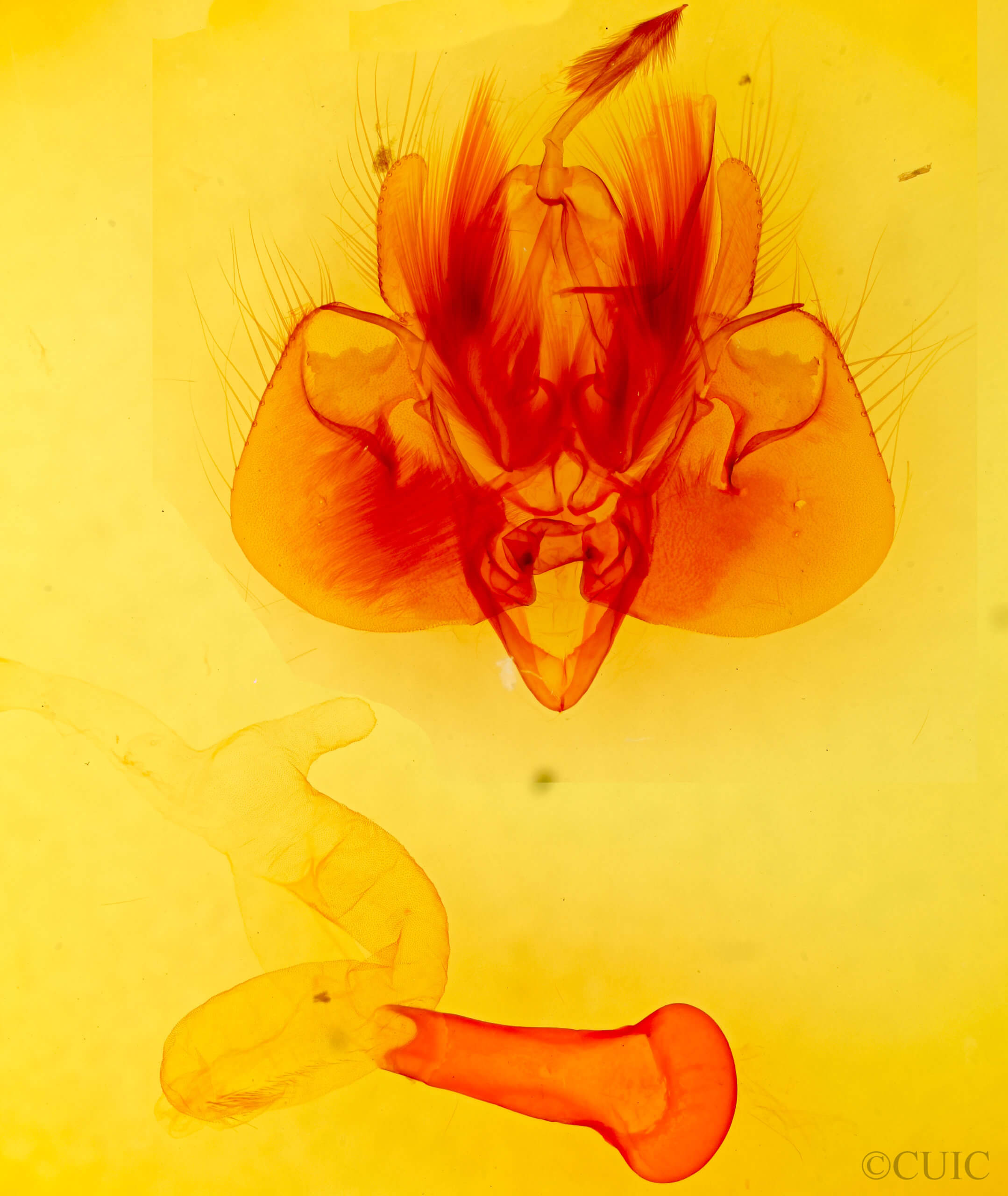 genitalia view of adult Leucania  adjuta 