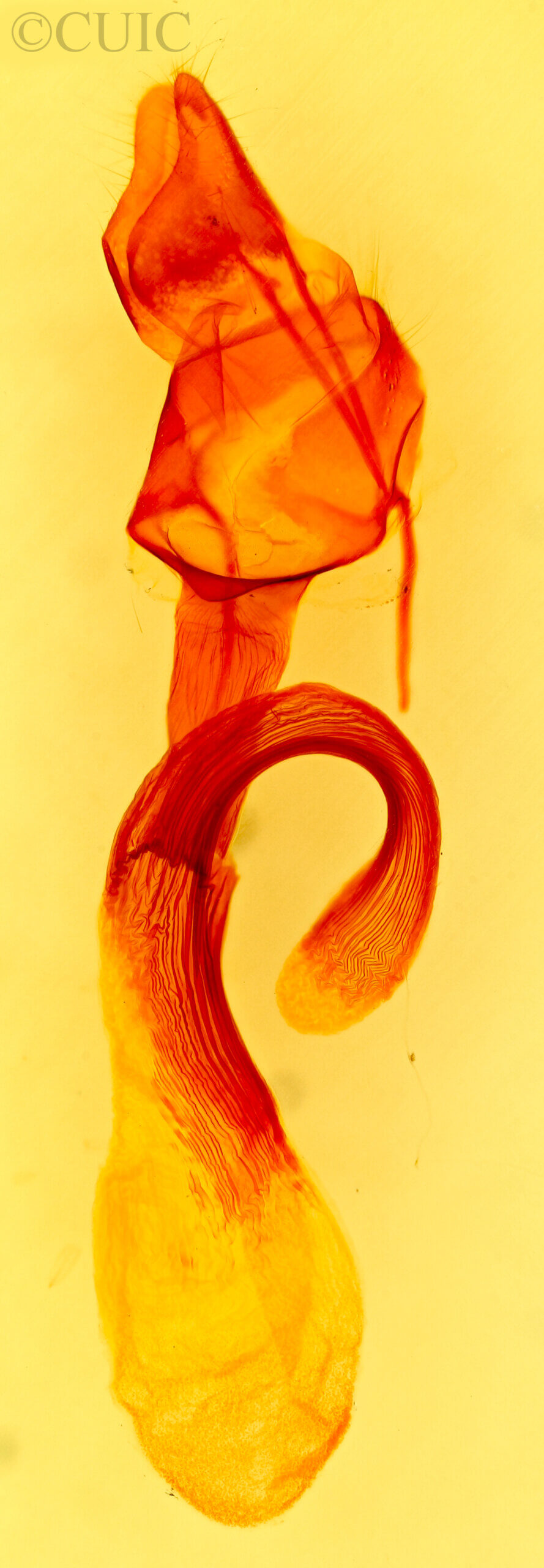genitalia view of adult Leucania  adjuta