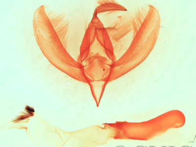 genitalia view of adult Apsaphida  eremna