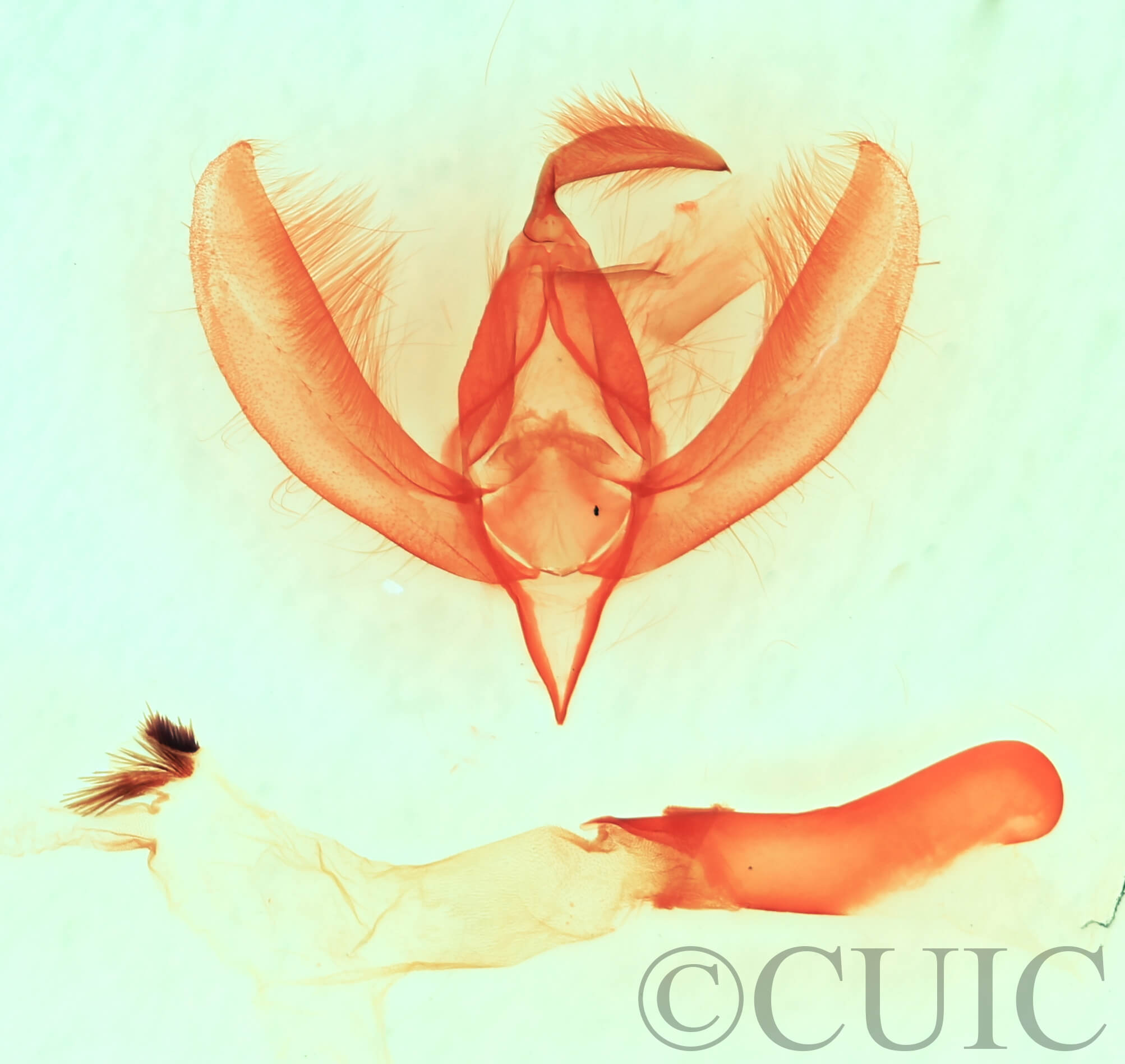 genitalia view of adult Apsaphida  eremna