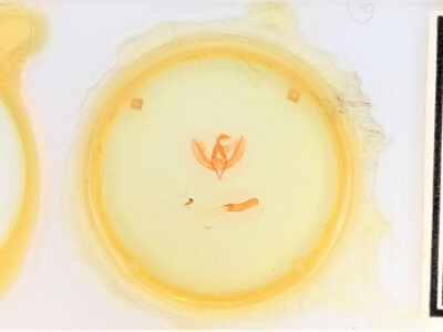 slide view of adult Apsaphida  eremna