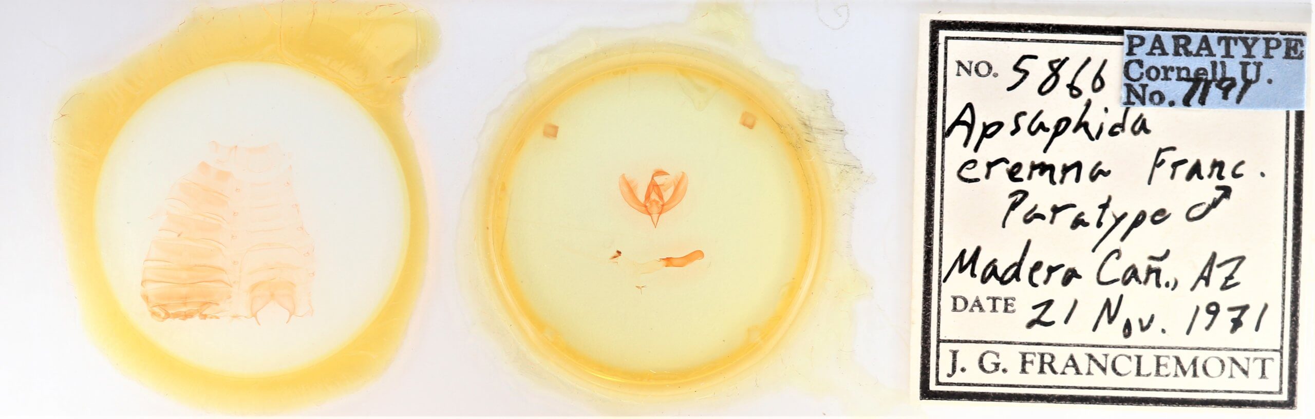 slide view of adult Apsaphida  eremna