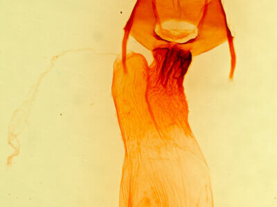 genitalia view of adult Apamea zeta murrayi