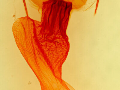 genitalia view of adult Apamea maillardi