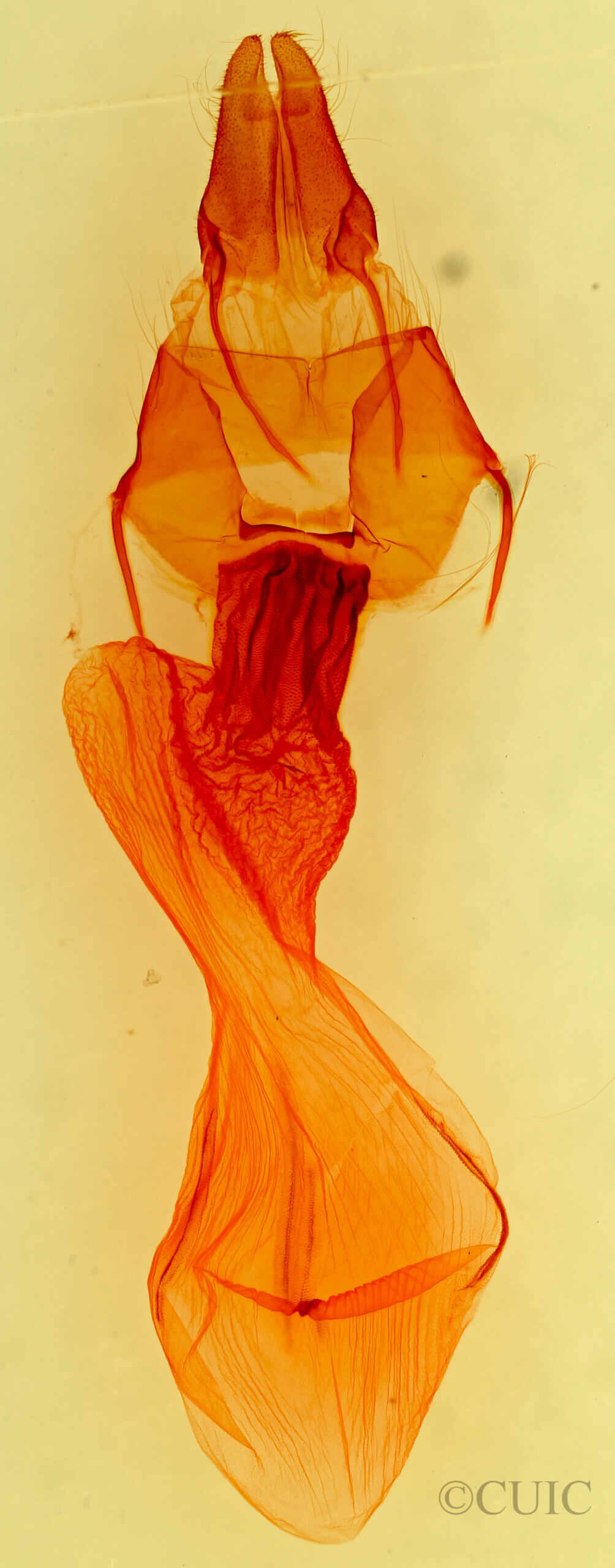genitalia view of adult Apamea maillardi